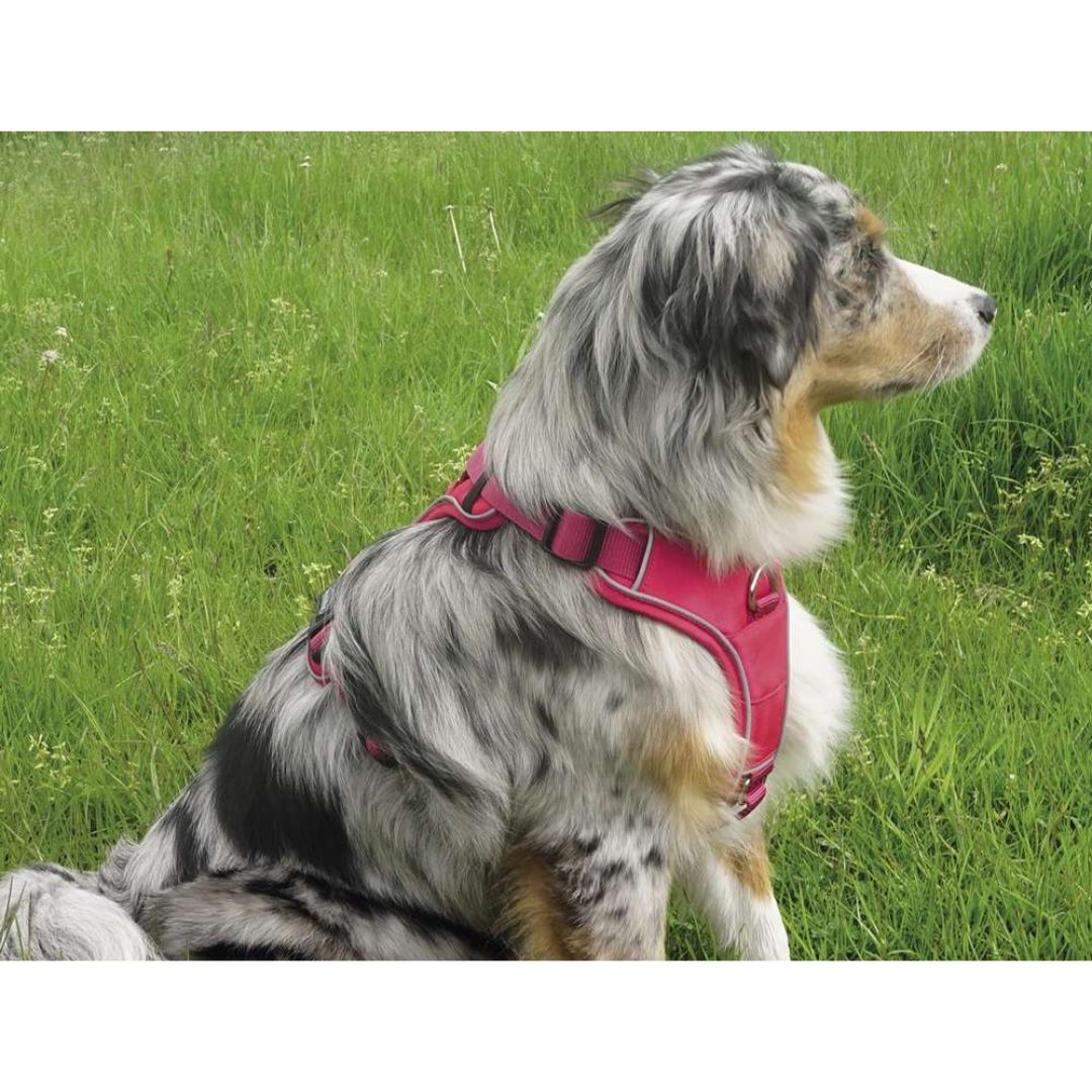 Mokcci front dog clearance harness